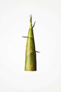 Bamboo Shoots